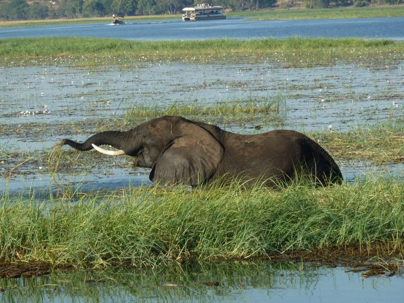 elephant riviere Chobe FP.jpg - Eléphant dans la Rivière Chobe